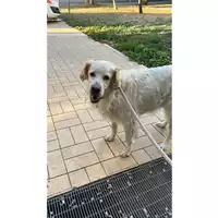 cane - Matr. 2023/1854 - Microchip 380260045012703