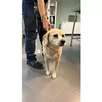 Foto dell\'animale cane - Matr. 2023/1855 - Microchip 380260101130841