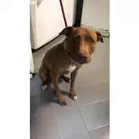 Foto dell\'animale cane - Matr. 2023/1868 - Microchip 380260101530479