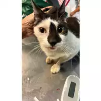 Foto dell\'animale gatto - Matr. 2023/1867 - Microchip 380260044729198