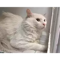 Foto dell\'animale gatto - Matr. 2017/1335 - Microchip 380260043319310