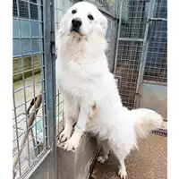 Foto dell\'animale cane - Matr. 2023/1865 - Microchip 380260045071727