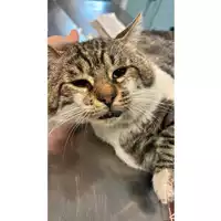 Foto dell\'animale gatto - Matr. 2023/1864 - Microchip 380260045012751