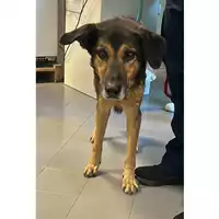 Foto dell\'animale cane - Matr. 2023/1875 - Microchip 380260002018640