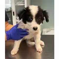 Foto dell\'animale cane - Matr. 2023/1876 - Microchip 380260044729195