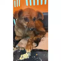 Foto dell\'animale cane - Matr. 2023/1878 - Microchip 380260044730802