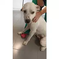 Foto dell\'animale cane - Matr. 2022/1629 - Microchip 380260044733166