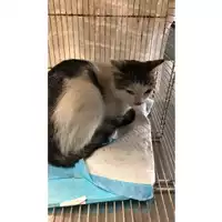 Foto dell\'animale gatto - Matr. 2023/1882 - Microchip 380260044730476