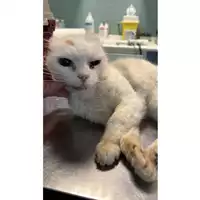 Foto dell\'animale gatto - Matr. 2023/1884 - Microchip 380260044729381