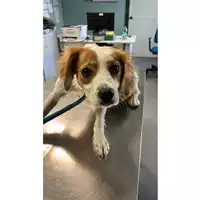 Foto dell\'animale cane - Matr. 2023/1887 - Microchip 380260044729711