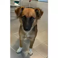 Foto dell\'animale cane - Matr. 2023/1888 - Microchip 380260044730779