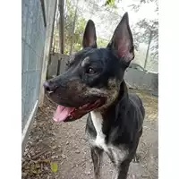 Foto dell\'animale cane - Matr. 2023/1119 - Microchip 380260044730866