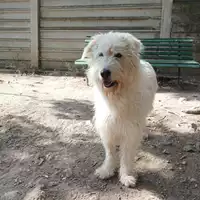 Foto dell\'animale cane - Matr. 2023/1258 - Microchip 380260045016398