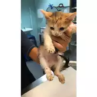 Foto dell\'animale gatto - Matr. 2023/1891 - Microchip 380260044731034
