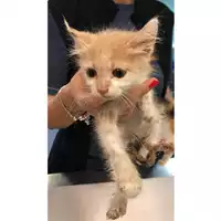 Foto dell\'animale gatto - Matr. 2023/1890 - Microchip 380260044730833