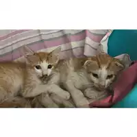 Foto dell\'animale gatto - Matr. 2023/1895 - Microchip 380260044729656