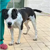 Foto dell\'animale cane - Matr. 2023/1900 - Microchip 380260044750905