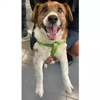 Foto dell\'animale cane - Matr. 2023/0364 - Microchip 380260043176415