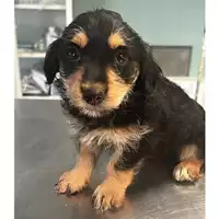Foto dell\'animale cane - Matr. 2023/1901 - Microchip 380260044750442