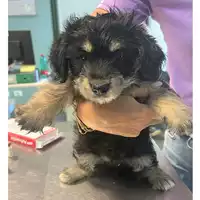 Foto dell\'animale cane - Matr. 2023/1903 - Microchip 380260044750717