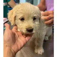 Foto dell\'animale cane - Matr. 2023/1904 - Microchip 380260044750983