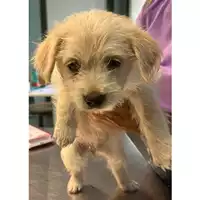 Foto dell\'animale cane - Matr. 2023/1905 - Microchip 380260044751080