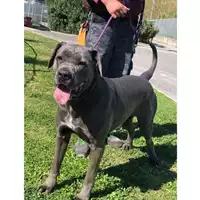 Foto dell\'animale cane - Matr. 2018/2347 - Microchip 380260043681143