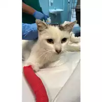 gatto - Matr. 2023/1911 - Microchip 380260044750739