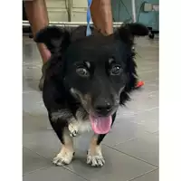 Foto dell\'animale cane - Matr. 2023/1571 - Microchip 380260045071759