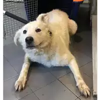 cane - Matr. 2023/1918 - Microchip 380260044750872