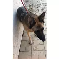 Foto dell\'animale cane - Matr. 2023/1919 - Microchip 380260004911894
