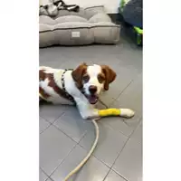 Foto dell\'animale cane - Matr. 2023/1928 - Microchip 380260160085781