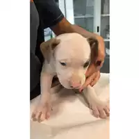 cane - Matr. 2023/1931 - Microchip 380260044930210