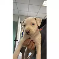 Foto dell\'animale cane - Matr. 2023/1930 - Microchip 380260044927025