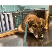 Foto dell\'animale cane - Matr. 2023/1938 - Microchip 380260044926703