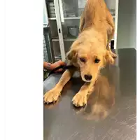 Foto dell\'animale cane - Matr. 2023/1940 - Microchip 380260044931718