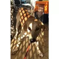 Foto dell\'animale cane - Matr. 2023/1946 - Microchip 380260102499645