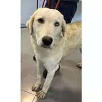 Foto dell\'animale cane - Matr. 2023/1947 - Microchip 380260044926548