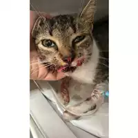 Foto dell\'animale gatto - Matr. 2023/1954 - Microchip 380260044929896