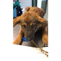 Foto dell\'animale cane - Matr. 2023/1961 - Microchip 380260044931837