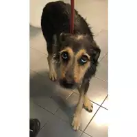 Foto dell\'animale cane - Matr. 2023/1958 - Microchip 380260044933057