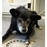 Foto dell\'animale cane - Matr. 2023/1965 - Microchip 981100002215485