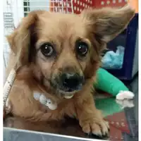 Foto dell\'animale cane - Matr. 2023/1970 - Microchip 380260002738241