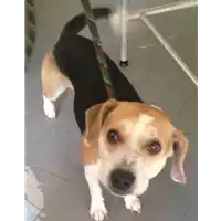 Foto dell\'animale cane - Matr. 2017/1351 - Microchip 380260043310024