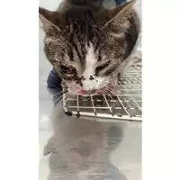 Foto dell\'animale gatto - Matr. 2023/1971 - Microchip 380260044731154