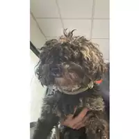 Foto dell\'animale cane - Matr. 2023/1973 - Microchip 380260044930343