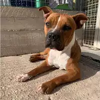 Foto dell\'animale cane - Matr. 2023/1420 - Microchip 380260045072474