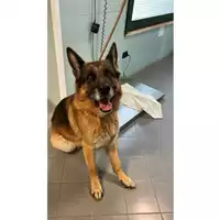 Foto dell\'animale cane - Matr. 2023/1977 - Microchip 380260002592489