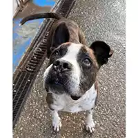 Foto dell\'animale cane - Matr. 2023/1978 - Microchip 941000018712476