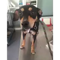 Foto dell\'animale cane - Matr. 2017/1350 - Microchip 380260043318521